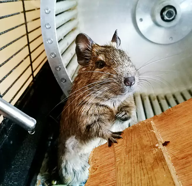 Why Homeowners & Businesses Trust Us Lisle, IL